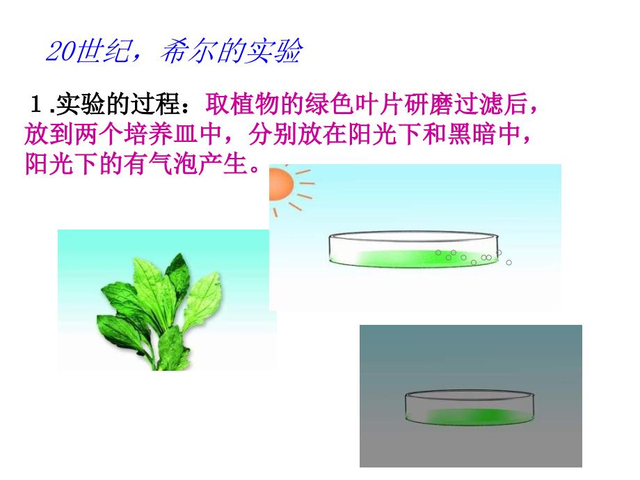 植物光和作用_第4页