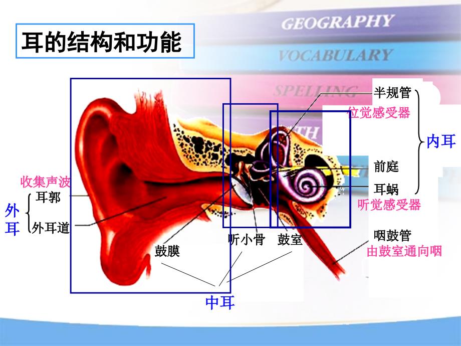 9是怎样听到声音的课件_第4页