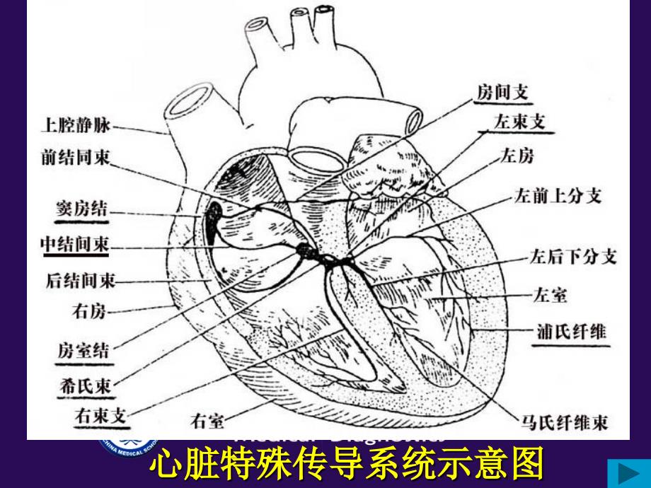 心电图-正常值..课件_第3页