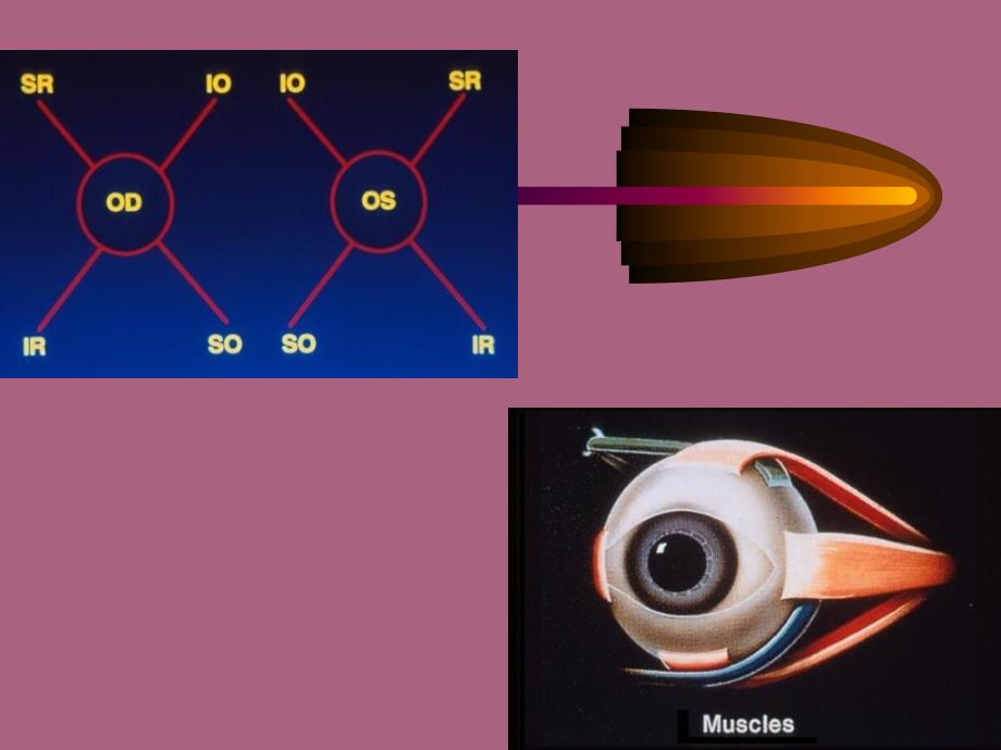 眼外肌学概述ppt课件_第3页