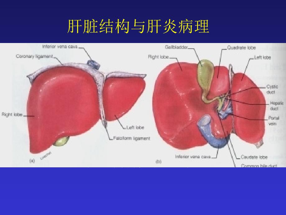 乙肝肝硬化诊疗_第2页