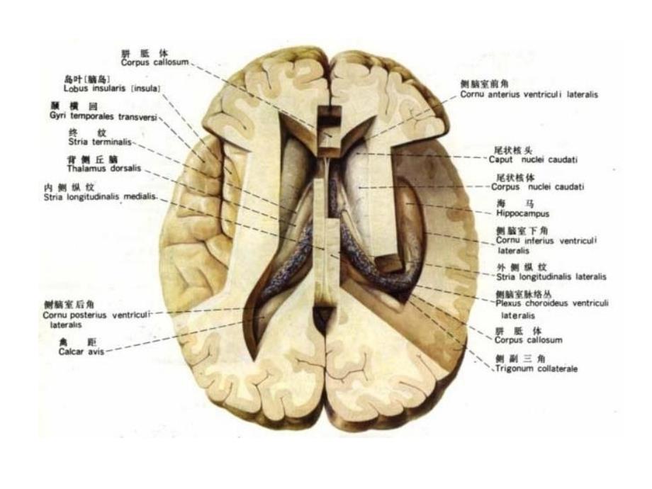 间脑端脑PPT课件_第1页