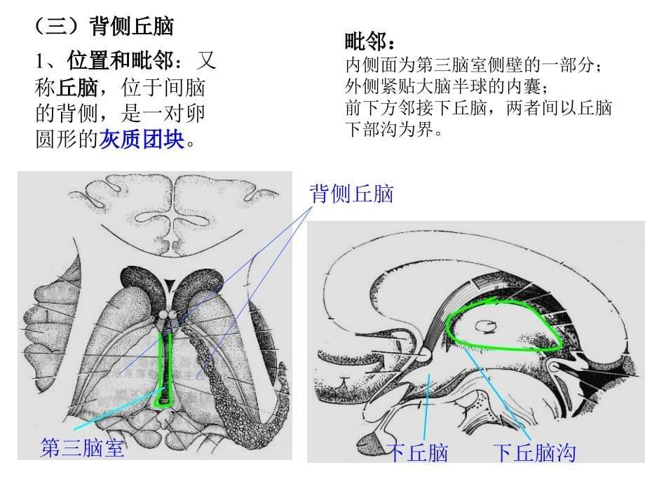 间脑端脑PPT课件_第5页