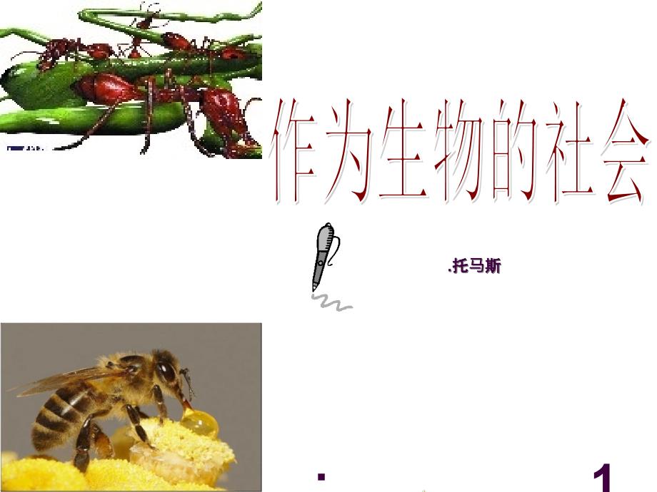 作为生物的社会优秀ppt课件_第1页