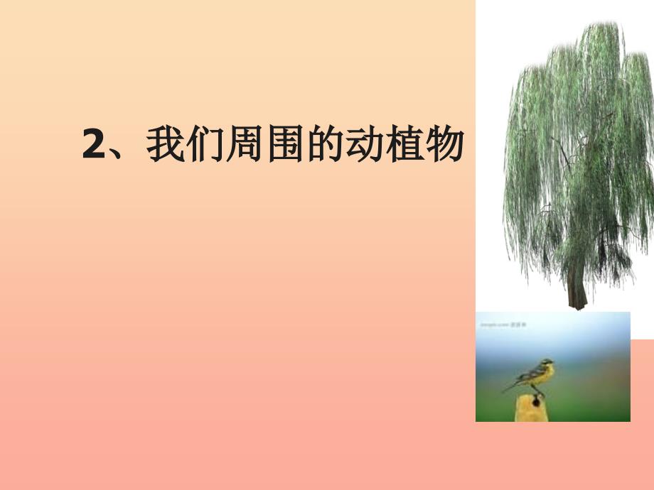 三年级科学上册1.3我们周围的动植物课件1青岛版五四制_第1页