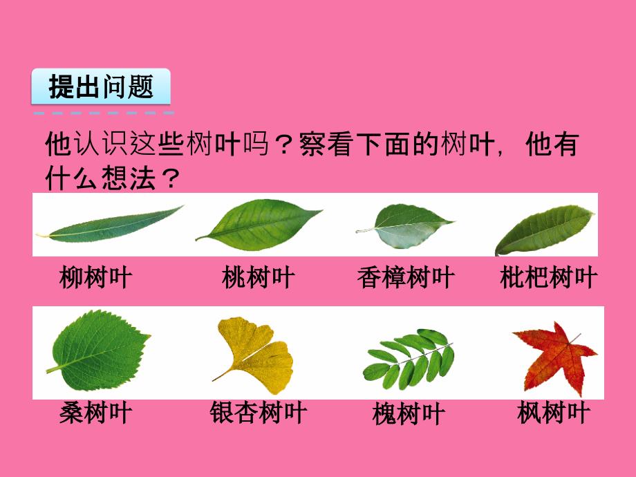 六年级上册数学树叶中的比ppt课件_第3页