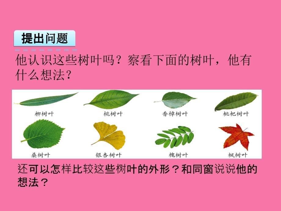 六年级上册数学树叶中的比ppt课件_第5页