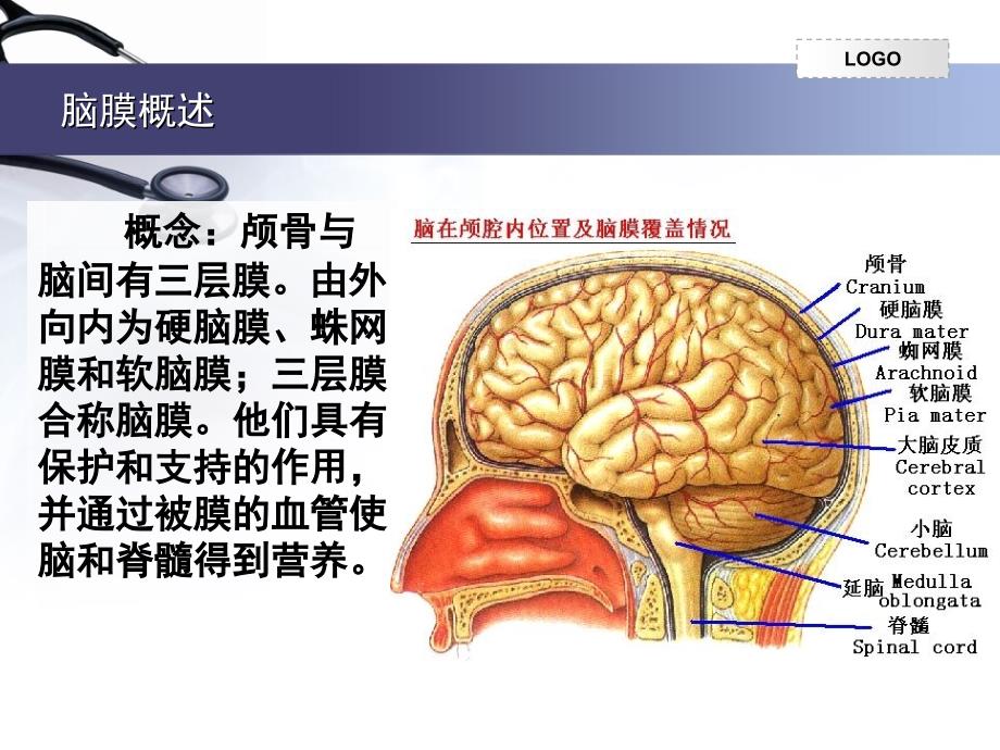 脑膜的解剖课堂PPT_第2页