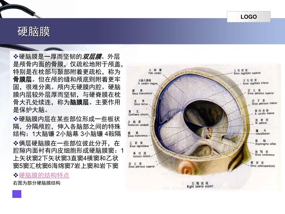 脑膜的解剖课堂PPT_第4页