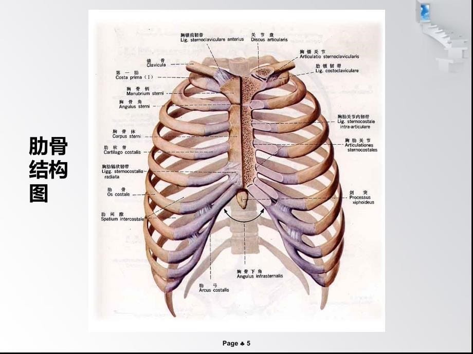 肋骨骨折病人的护理措施课件_第5页