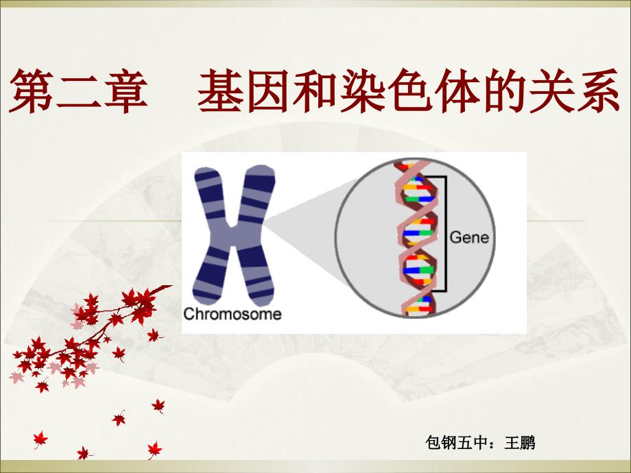 生物2.1减数分裂和受精作用新人教版必修2_第1页