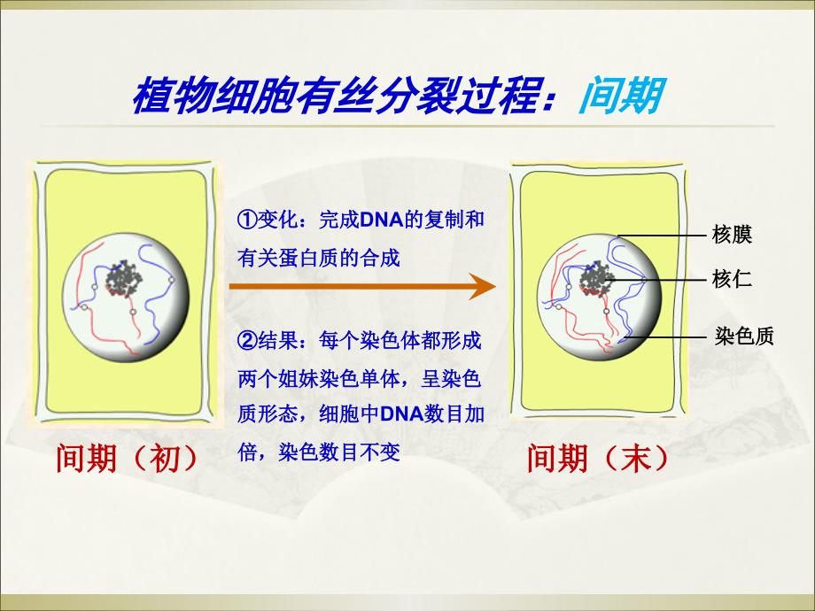 生物2.1减数分裂和受精作用新人教版必修2_第4页