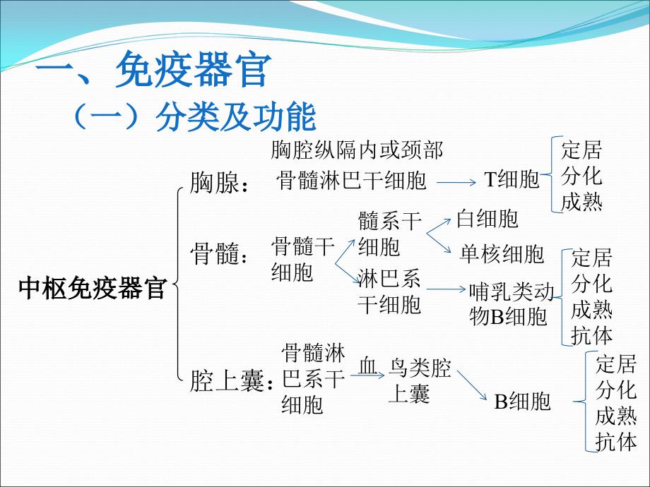 畜禽解剖学-免疫系统_第3页