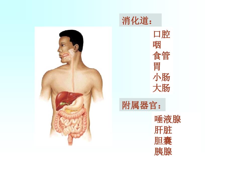 15消化与吸收_第2页