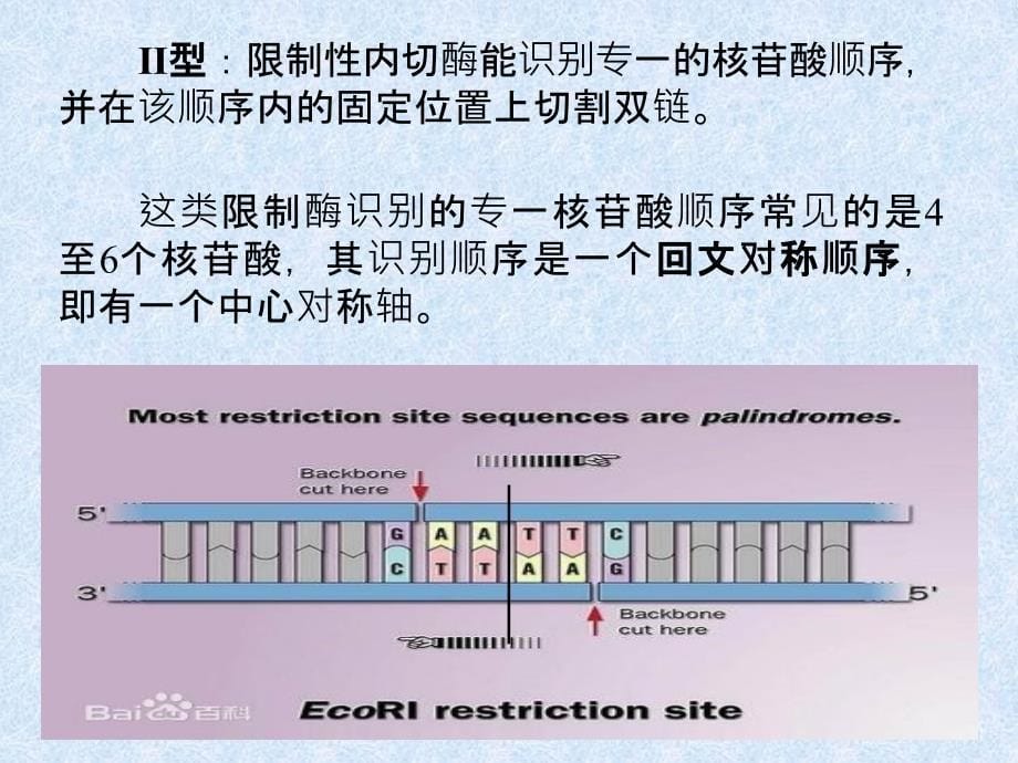 DNA酶切及凝胶电泳_第5页