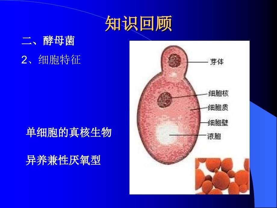 4.2种群数量的变化课件廖纪凤_第5页