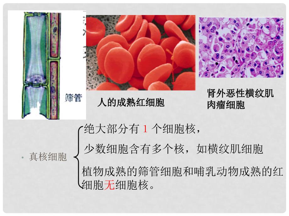 高中生物：第2章 第四 五节 细胞核原核生物课件 浙科版必修1_第2页