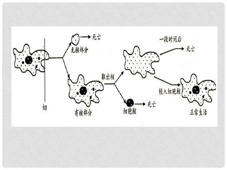 高中生物：第2章 第四 五节 细胞核原核生物课件 浙科版必修1_第3页