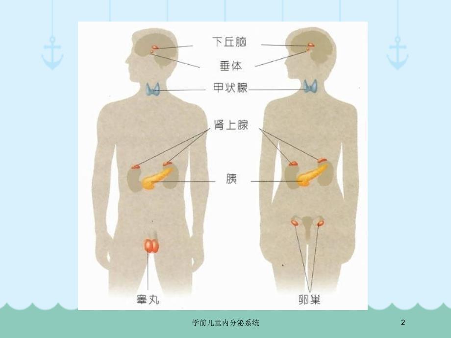 学前儿童内分泌系统培训课件_第2页