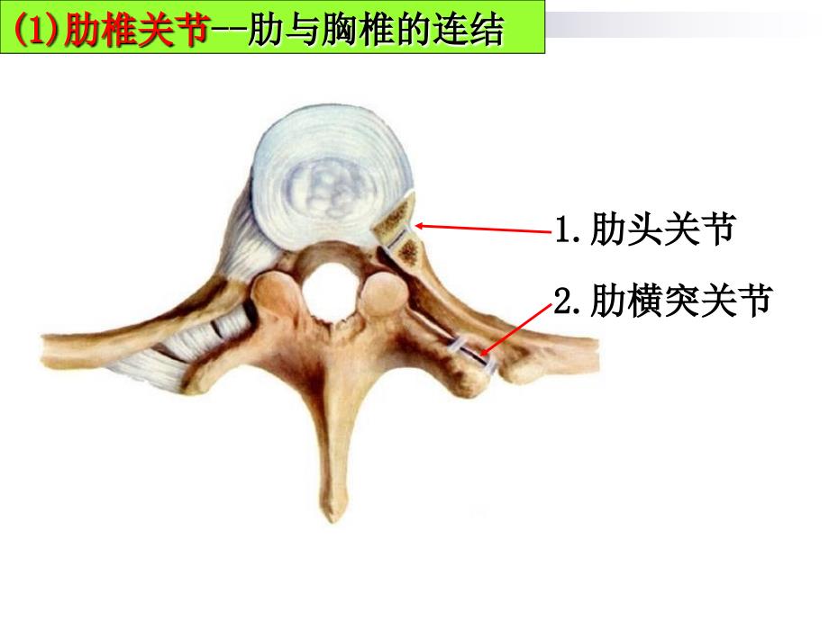 肋椎关节肋与胸椎的连结_第1页