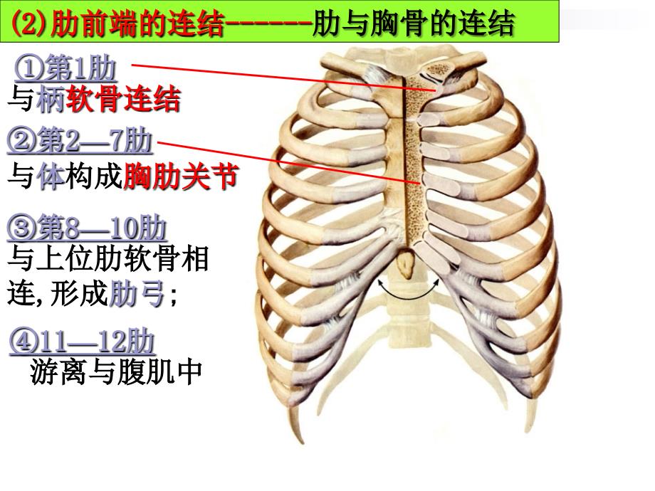 肋椎关节肋与胸椎的连结_第2页