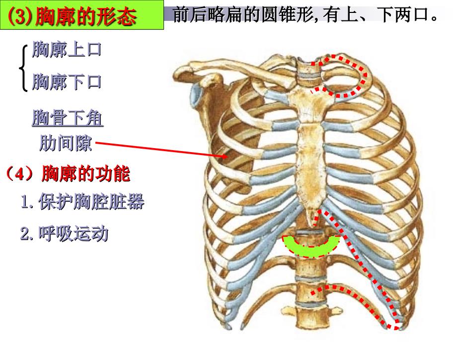 肋椎关节肋与胸椎的连结_第3页