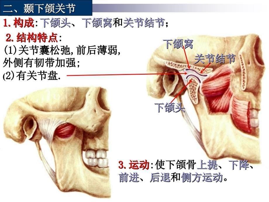 肋椎关节肋与胸椎的连结_第5页