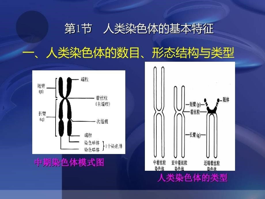 人类染色体与染色体病解读课件_第5页