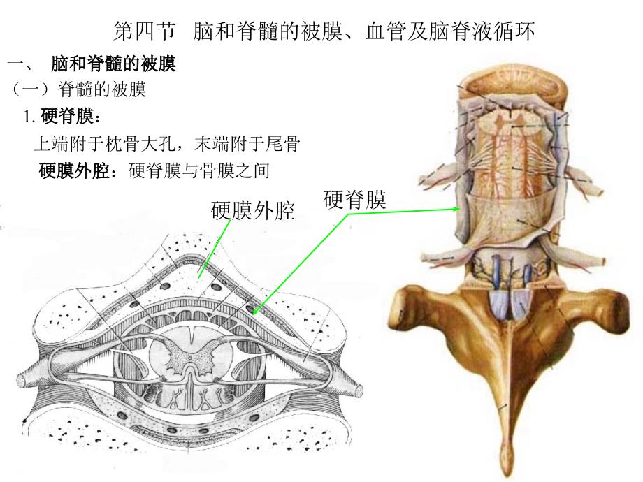 《基础解剖学》课件：22脑脊膜_第1页