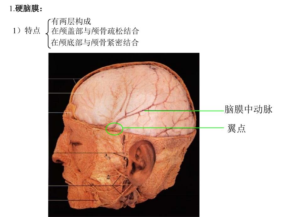 《基础解剖学》课件：22脑脊膜_第4页