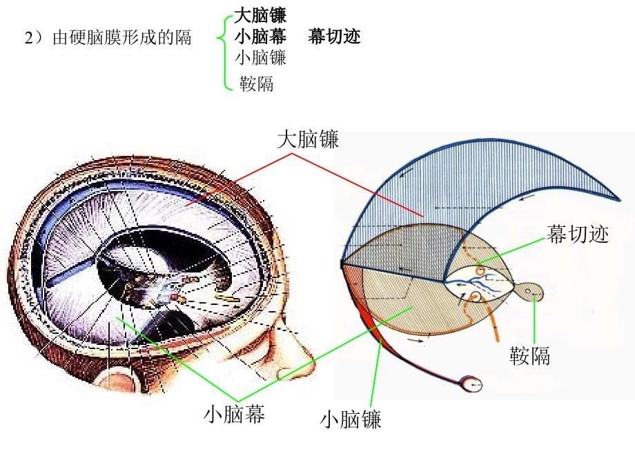 《基础解剖学》课件：22脑脊膜_第5页