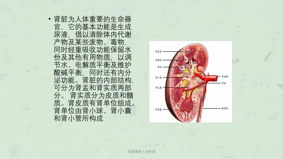 肾衰竭病人的护理课件_第2页