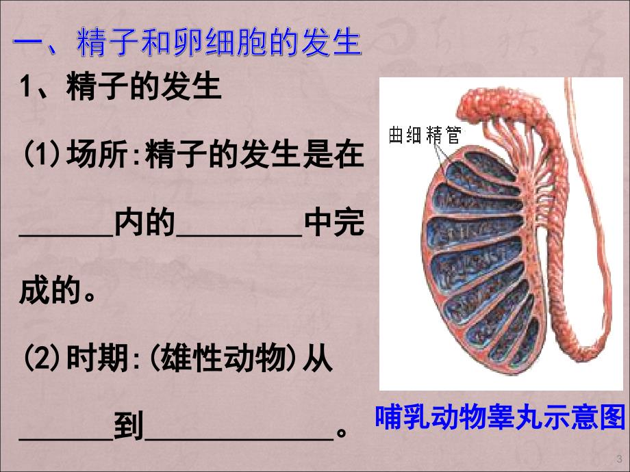 高二生物体内受精和早期胚胎发育ppt课件_第3页