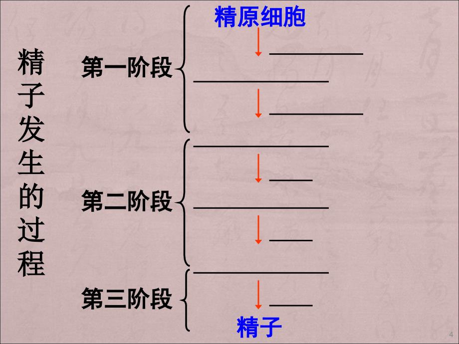 高二生物体内受精和早期胚胎发育ppt课件_第4页