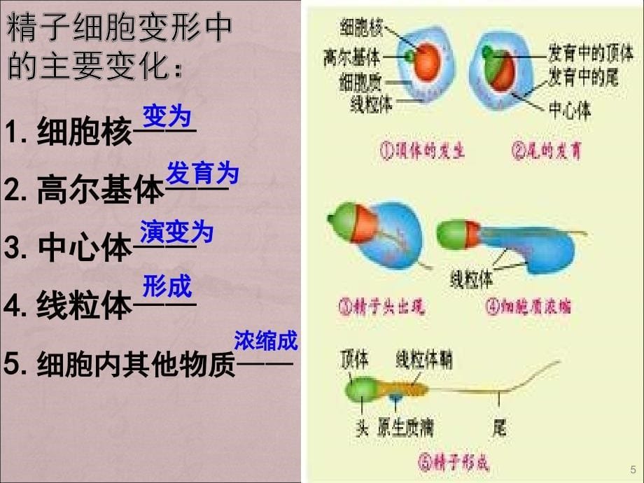 高二生物体内受精和早期胚胎发育ppt课件_第5页