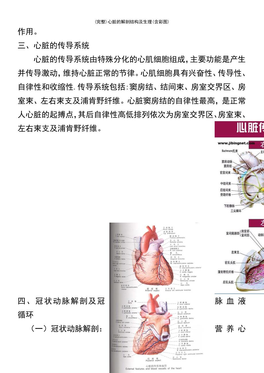 (最新整理)心脏的解剖结构及生理(含彩图)_第4页