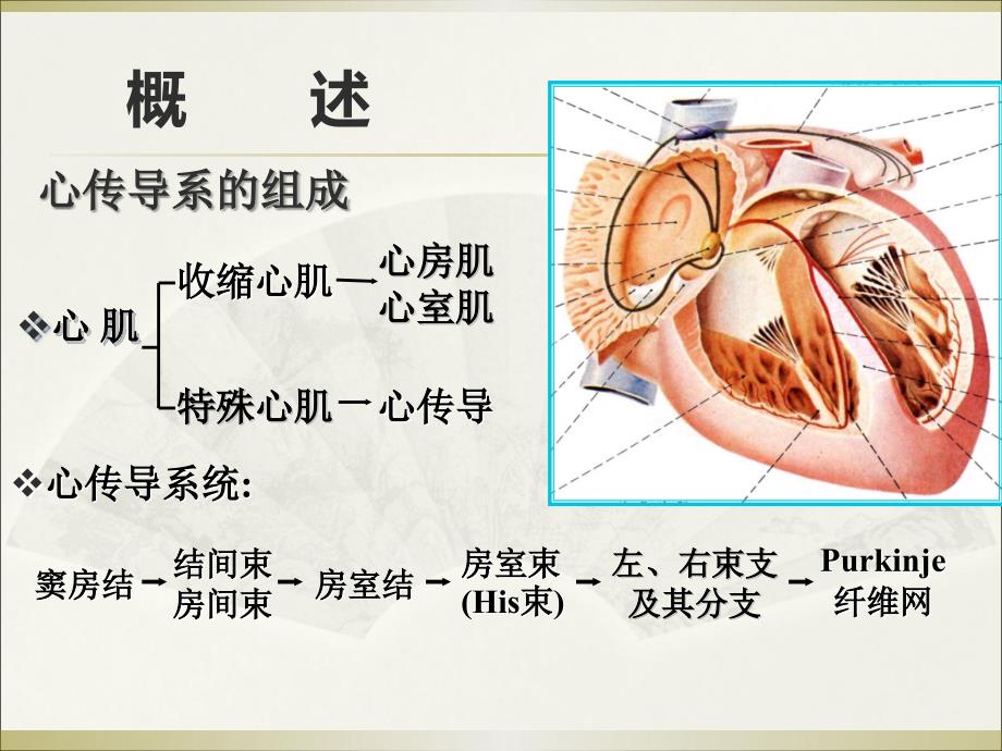 心电图初析培训课件_第3页