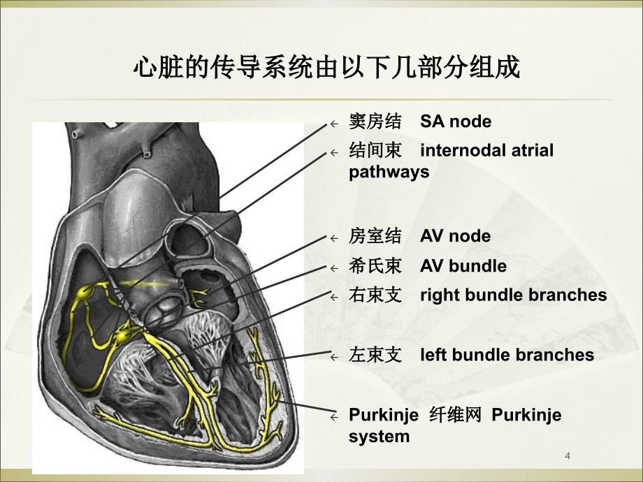 心电图初析培训课件_第4页