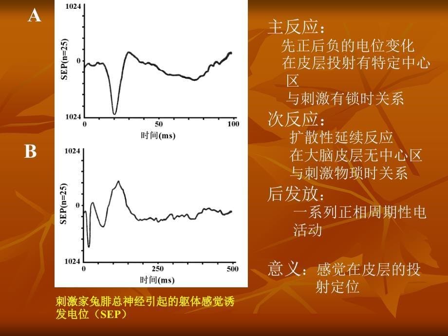 神经系统77大全课件_第5页