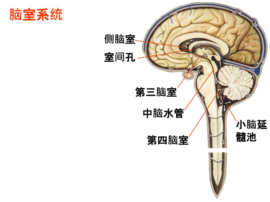 《术中脑积水》PPT课件.ppt_第3页