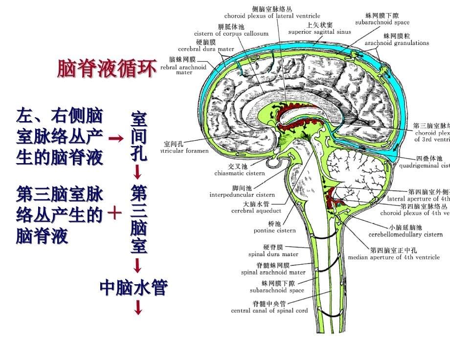 《术中脑积水》PPT课件.ppt_第5页