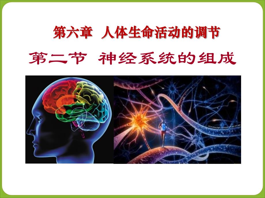 第二节神经系统的组成2_第1页