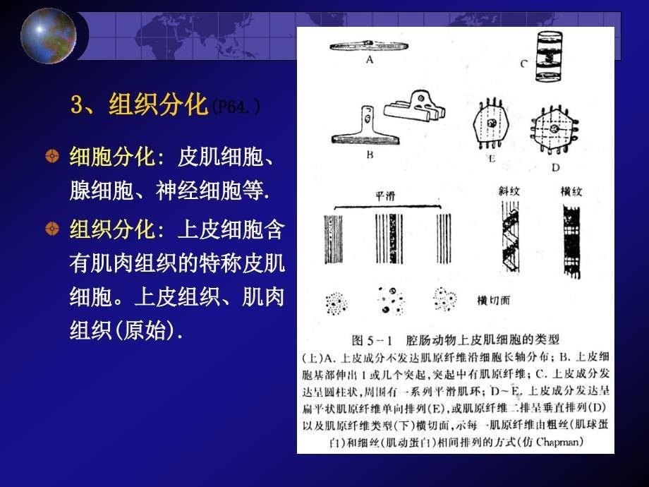 第2章有刺胞动物资源09927_第5页