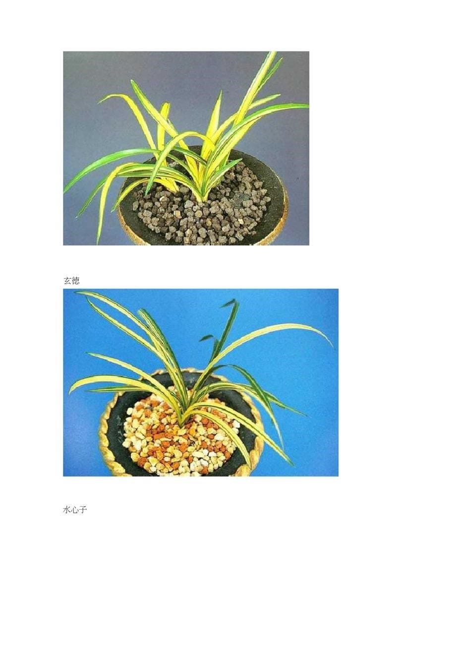 春兰铬品(叶艺)欣赏_第5页