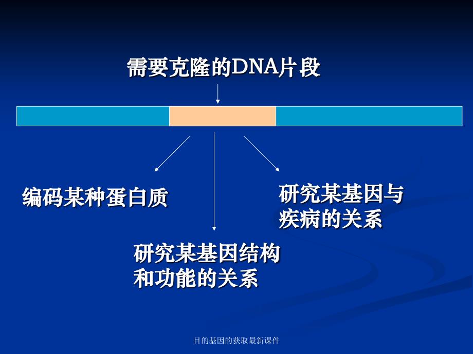 目的基因的获取课件_第2页