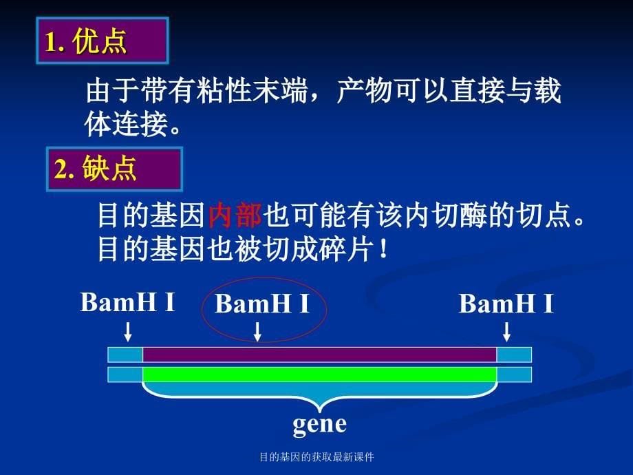 目的基因的获取课件_第5页