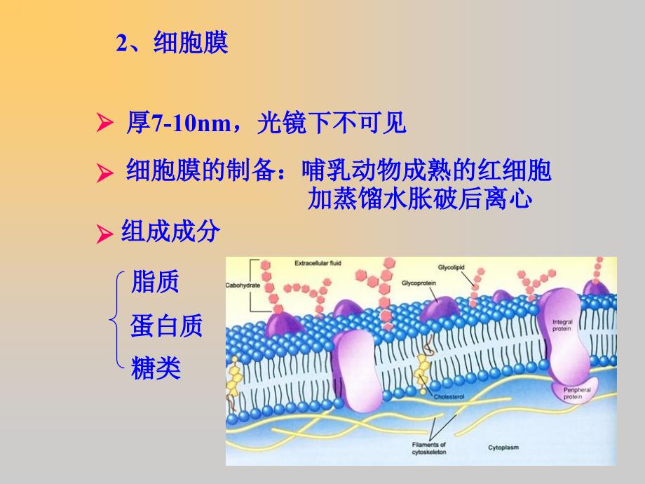 《细胞的结构基础》PPT课件_第2页