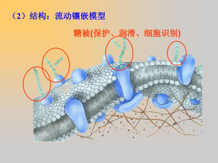 《细胞的结构基础》PPT课件_第4页