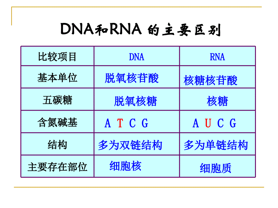 41基因指导蛋白质的合成_第3页