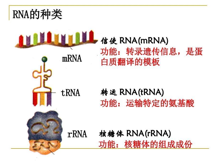 41基因指导蛋白质的合成_第5页